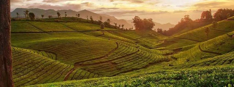 The Fog Munnar Resorts & Spa 9