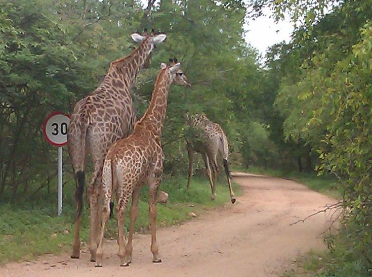 Pension Le Roux Lodge 14