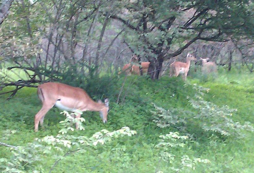 Pension Le Roux Lodge 4