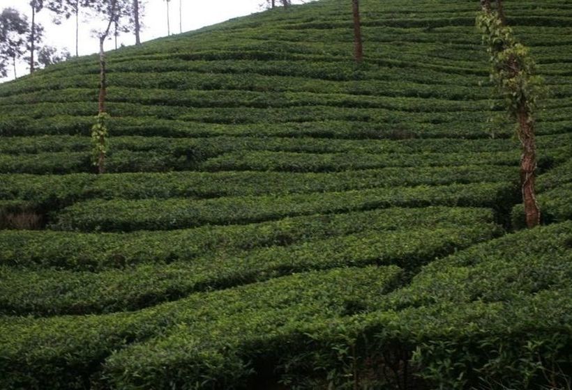 Wild Elephant Ecofriendly Resort 20