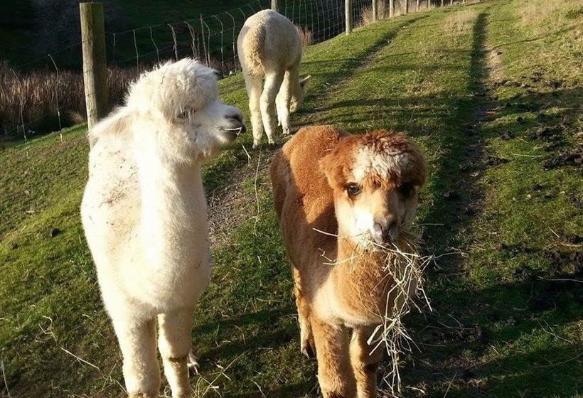 Bed and Breakfast Hunters Moon