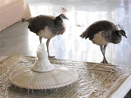 Jhadol Safari Resort 14