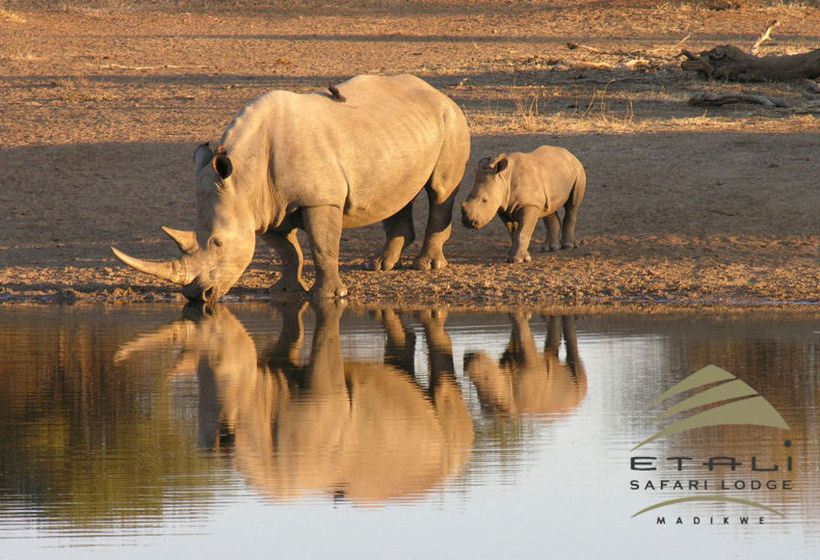 Hotel Etali Safari Lodge 19