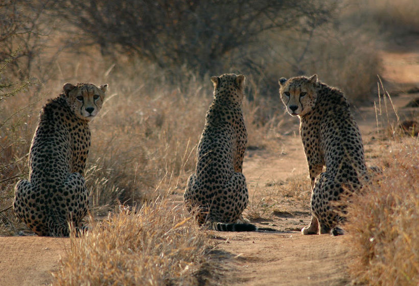 Hotel Etali Safari Lodge 6