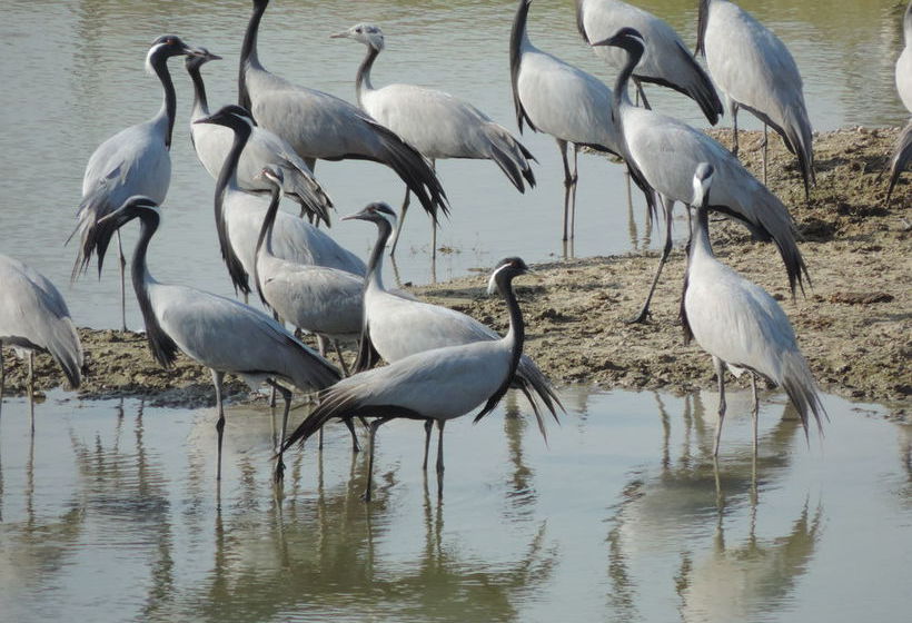 Hotel Shambhu Prajapat Ecofriendly Stay 1