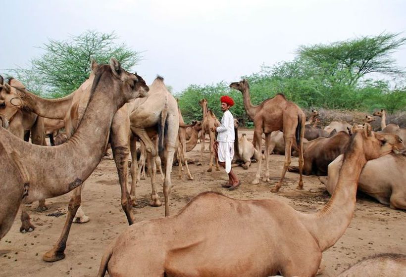 Hotel Shambhu Prajapat Ecofriendly Stay 6