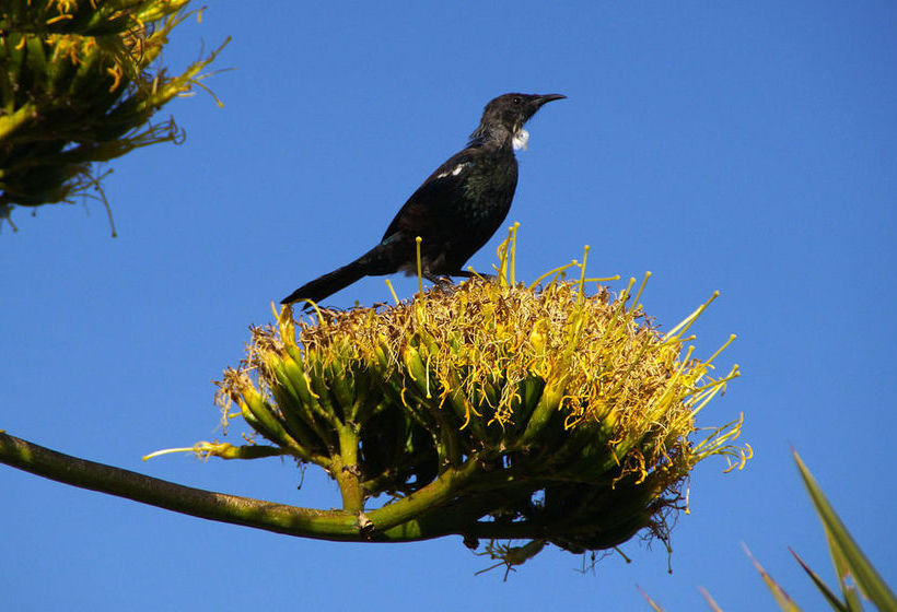 Bed & Breakfast Arden Street House 13