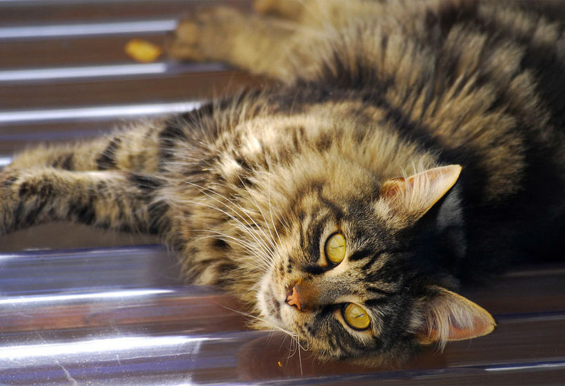 Bed & Breakfast Arden Street House 14