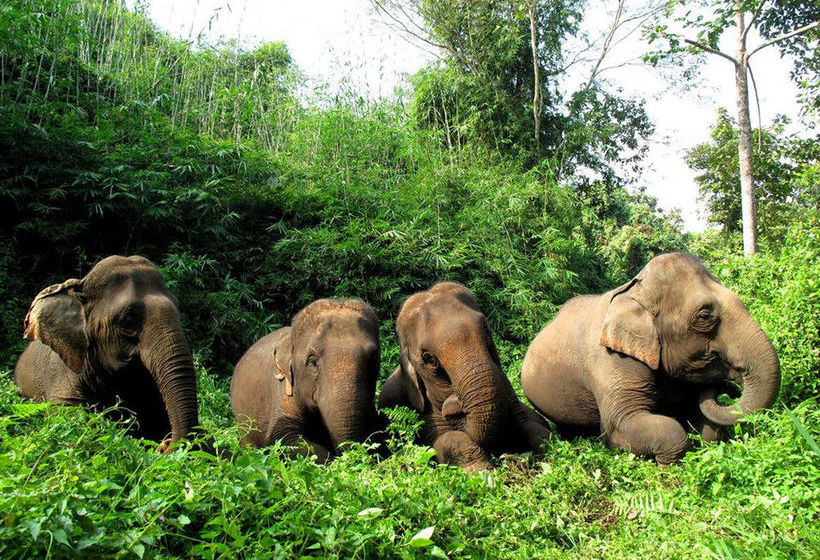 Hotel Four Seasons Tented Camp Golden Triangle 4