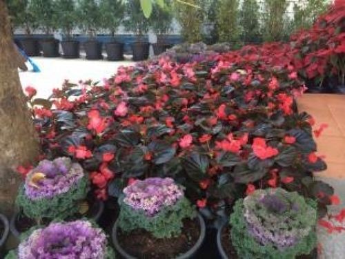 Hotel Isabel Boutique 17