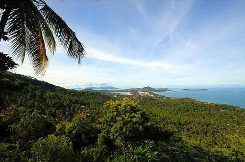 Hotel The Jungle Club 14