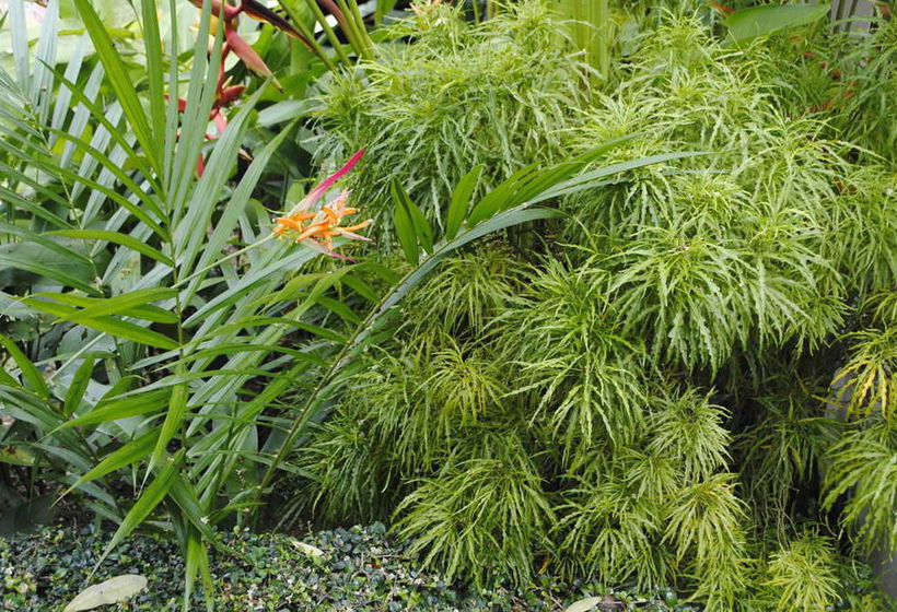 Hotel Baan Sawan Samui Resort 5