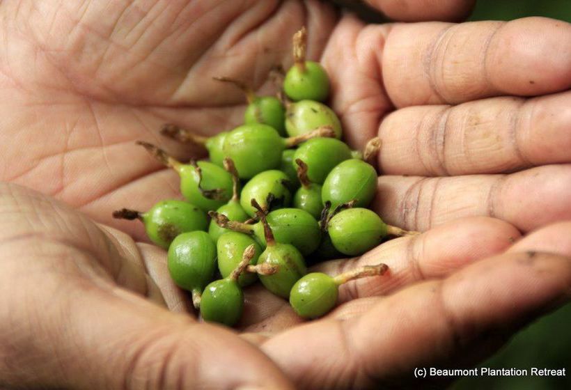 Hotel Beaumont Plantation Retreat 10