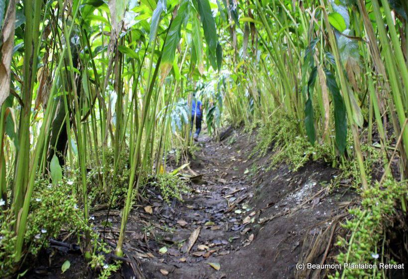 Hotel Beaumont Plantation Retreat 13
