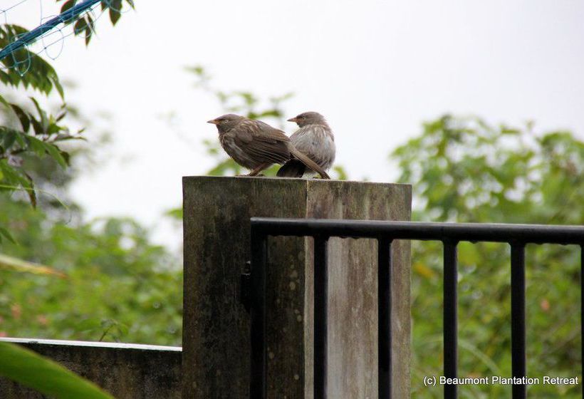 Hotel Beaumont Plantation Retreat 8