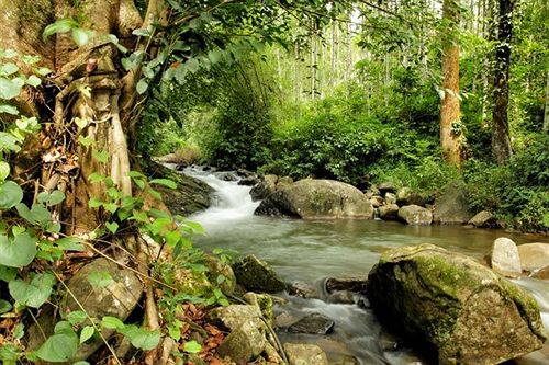 Hotel Banasura Hill Resort 19