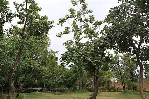 Hotel United 21 Jungle Resort 2