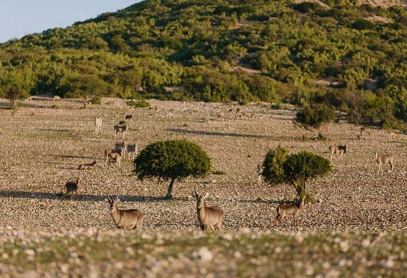 Hotel Africamps Klein Karoo 20
