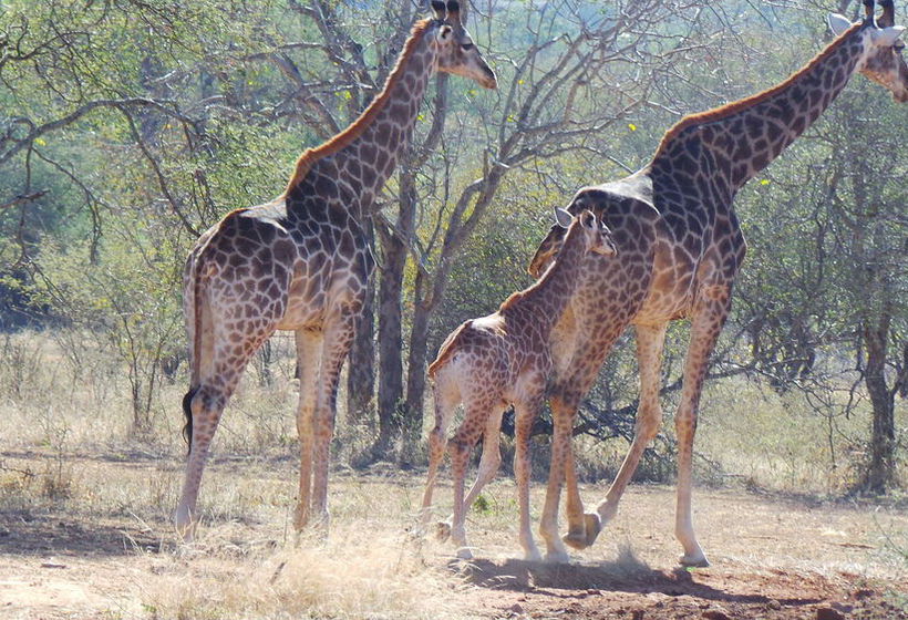 Hotel African Rock Lodge 5