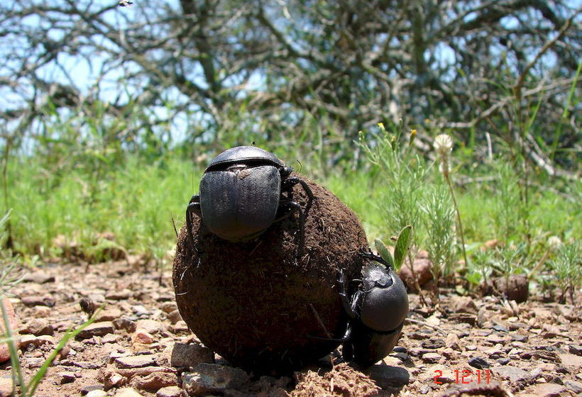 Hotel Spionkop Lodge 1