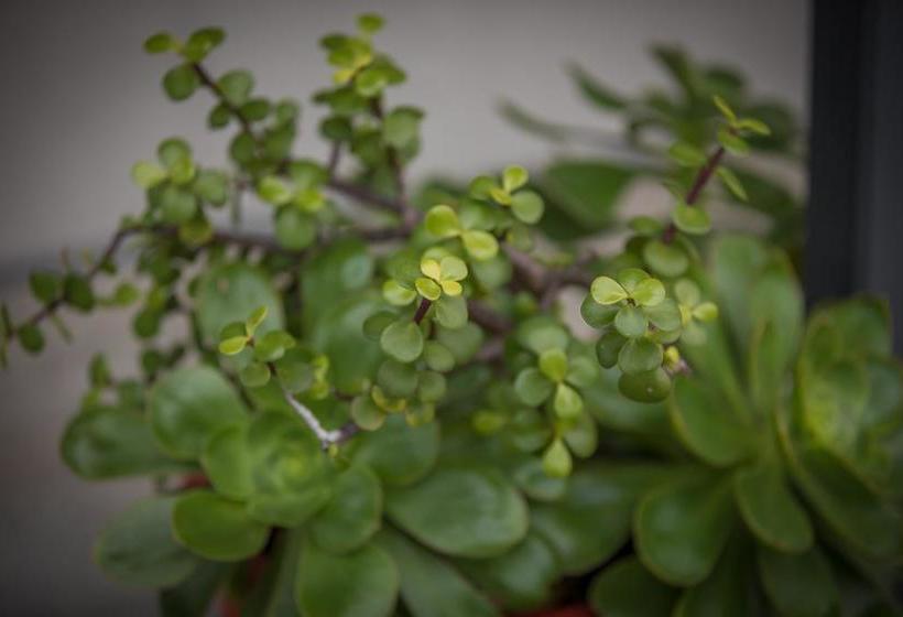 Fiesta Court Motel 6