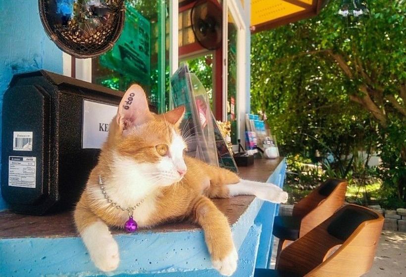 Koh Tao Garden Resort 17