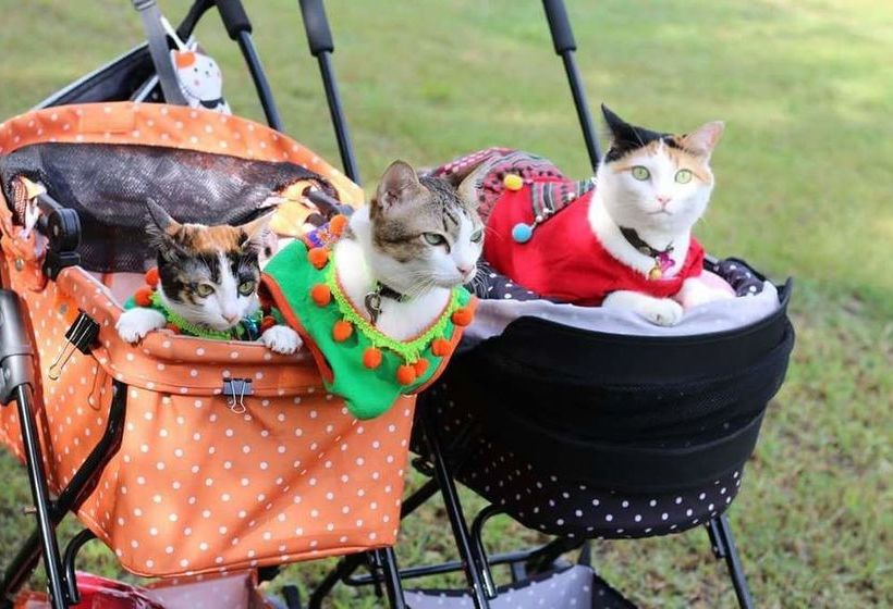 Hotel Baan Suan Him Doi 17