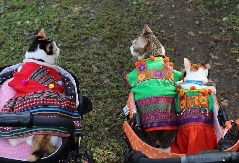 Hotel Baan Suan Him Doi 19