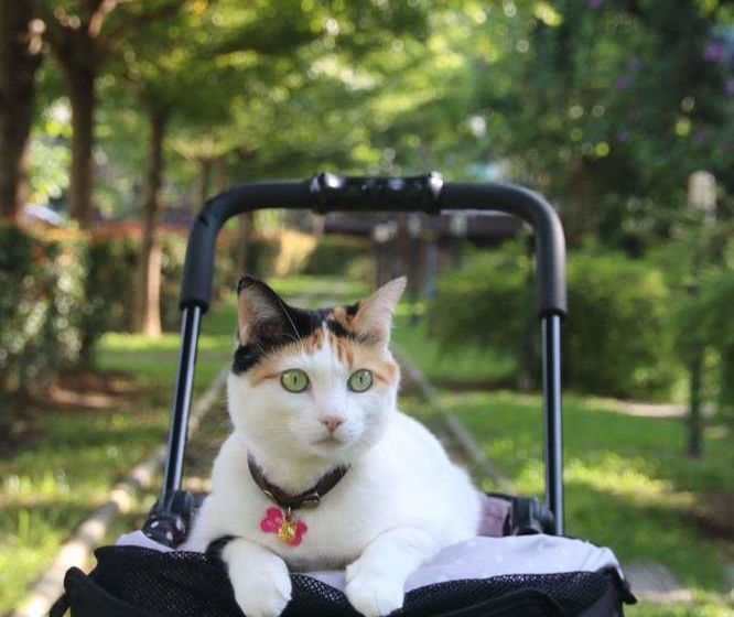 Hotel Baan Suan Him Doi 20