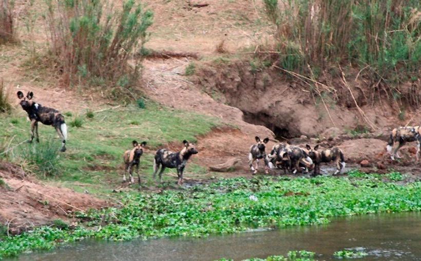 Hotel River House Lodge