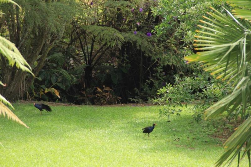 Hotel Fantail Lodge Country Estate 3