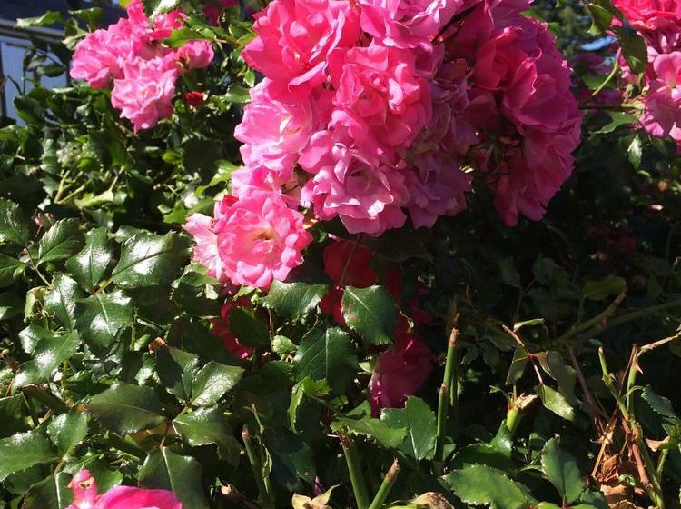 Water Lily Garden B&b 12