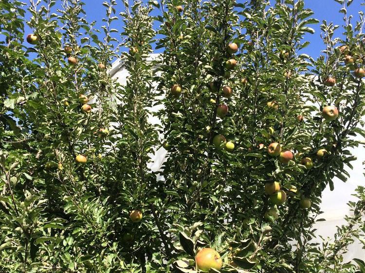 Water Lily Garden B&b 14