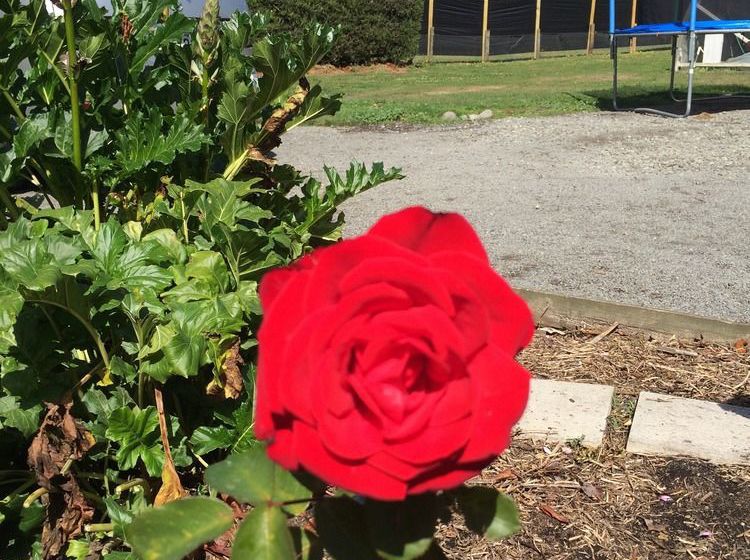 Water Lily Garden B&b 4