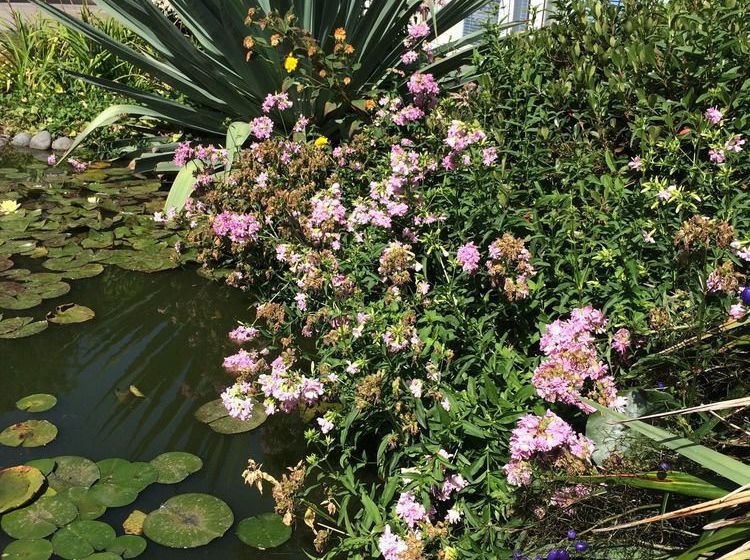 Water Lily Garden B&b 8