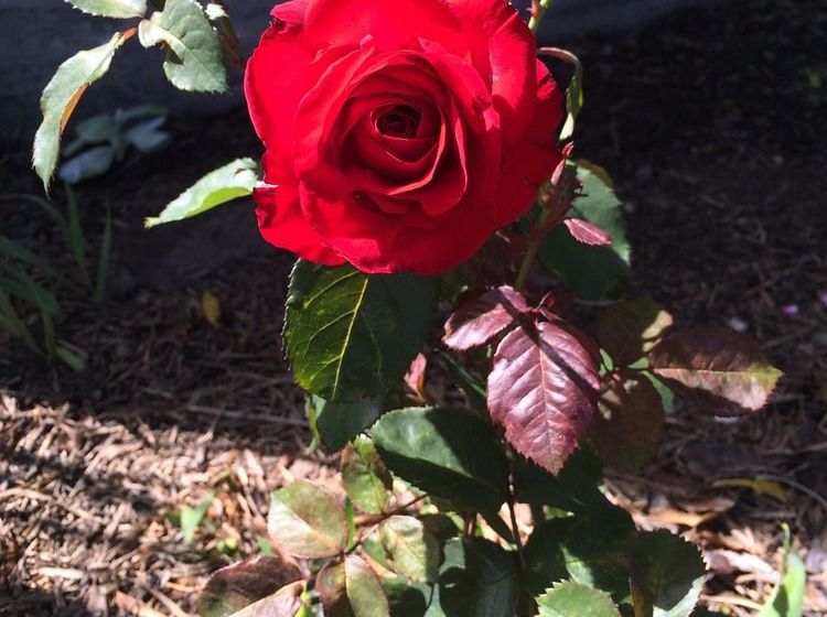 Water Lily Garden B&b 9