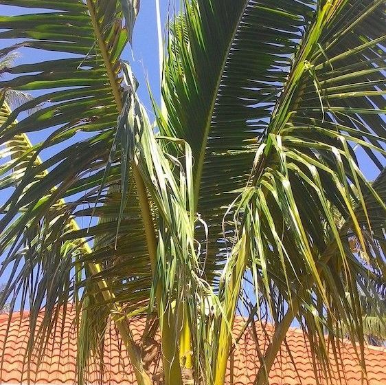 Pension Rawai Garden Bungalows 17