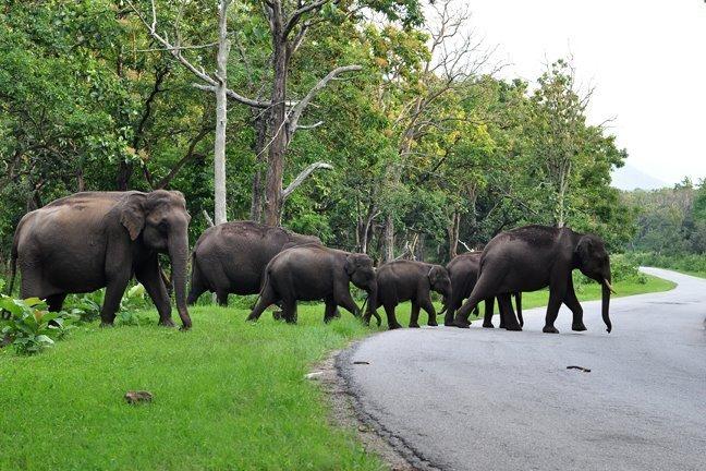 Hotel Emerald Inn 14