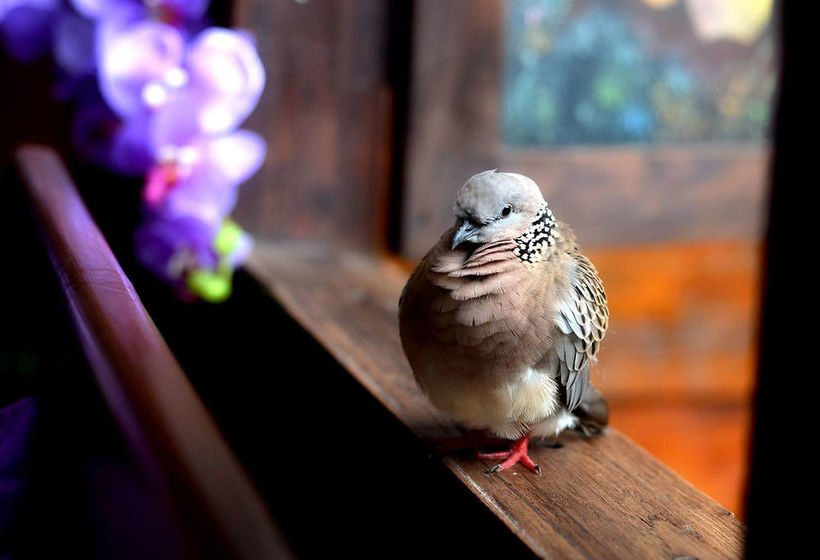 Hotel Thai Thai Sukhothai Guesthouse 5