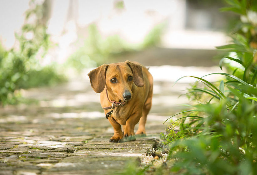 Pension La Vieille Ferme 16
