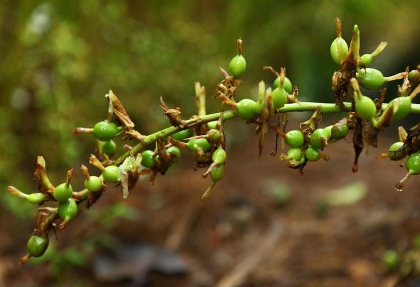 Hotel Springdale Heritage 9