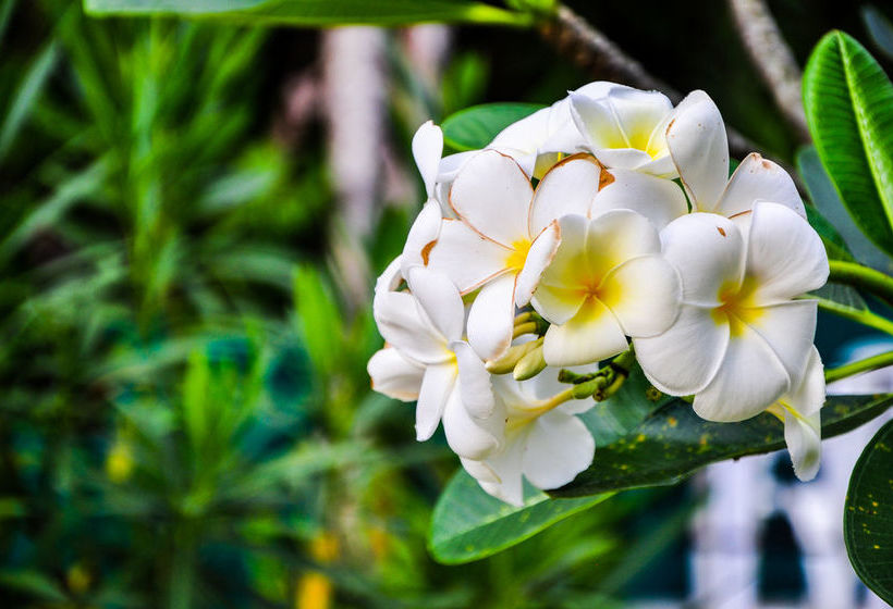 Hotel Chomphu Resort 20