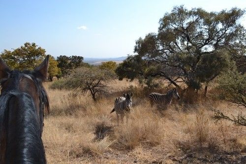 Hotel The Ostrich Manor 14