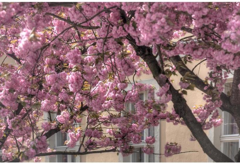 Hotel Am Großen Waisenhaus 13