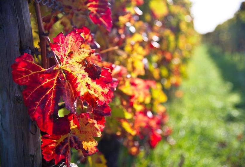 1514 Boutique Hotel Freinsheim 14