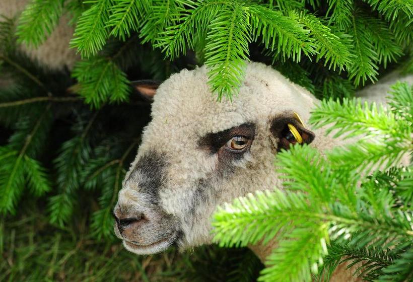 Hôtel Haus Maria Lindenberg 20