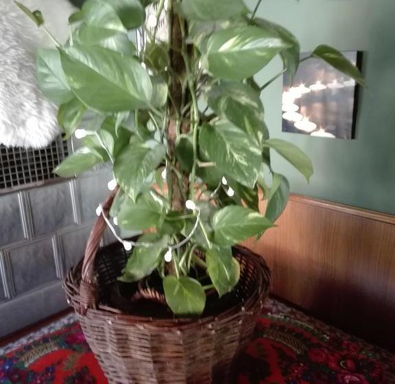 Hôtel Gasthaus-pension Bierhaus 19