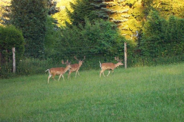 Landhotel Klaukenhof 7
