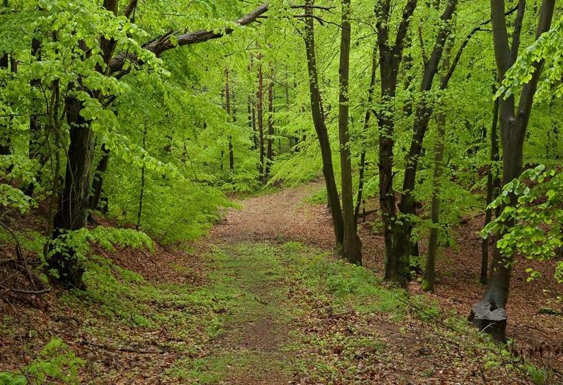 Bsw Ferienhotel Ahlbeck 18