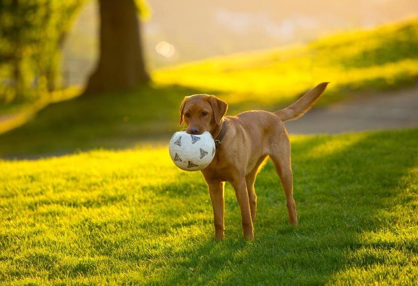 Hotel Plumbohms Aussichtsreich Gast Und Logierhaus 11